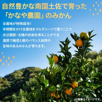 【2026年11月より順次配送】家庭用 訳あり 早生みかん 約5kg(Lサイズ) be-0115