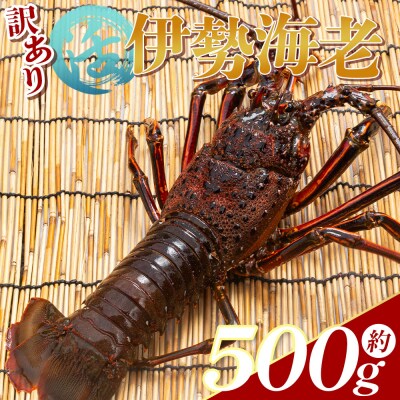 伊勢海老 活 計500g(1～2匹) 冷蔵 - 刺身 エビ えび 魚介 おがくず入り eb-0021
