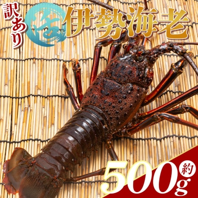 伊勢海老 活 計500g(1～2匹) 冷蔵 - 刺身 エビ えび 魚介 おがくず入り eb-0042