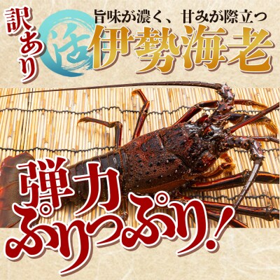 伊勢海老 活 計500g(1～2匹) 冷蔵 - 刺身 エビ えび 魚介 おがくず入り eb-0021