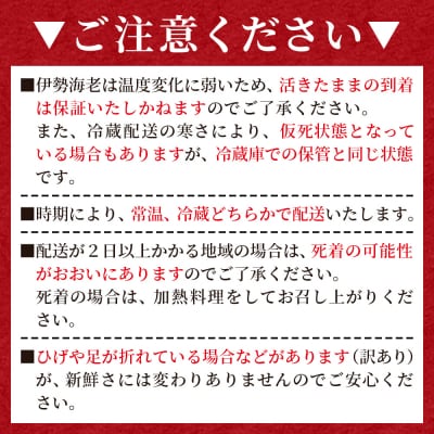 伊勢海老 活 計500g(1～2匹) 冷蔵 - 刺身 エビ えび 魚介 おがくず入り eb-0054