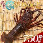伊勢海老 活 計750g(1～3匹) 冷蔵 刺身 エビ えび 魚介 産地直送 eb-0002