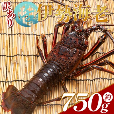 伊勢海老 活 計750g(1～3匹) 冷蔵 刺身 エビ えび 魚介 おがくず入り eb-0055
