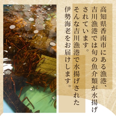 伊勢海老 活 計750g(1~3匹) 冷蔵 刺身 エビ えび 魚介 おがくず入り eb-0022