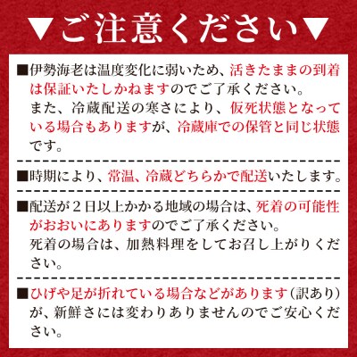 伊勢海老 活 計750g(1～3匹) 冷蔵 刺身 エビ えび 魚介 おがくず入り eb-0043