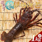 活き伊勢海老 1kg(1～5匹) 冷蔵 - 刺身 エビ えび 魚介 産地直送 eb-0003