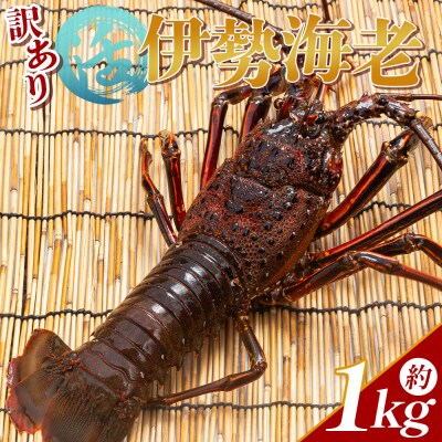 活き伊勢海老 1kg(1～5匹) 冷蔵 - 刺身 エビ えび 魚介 おがくず入り eb-0056