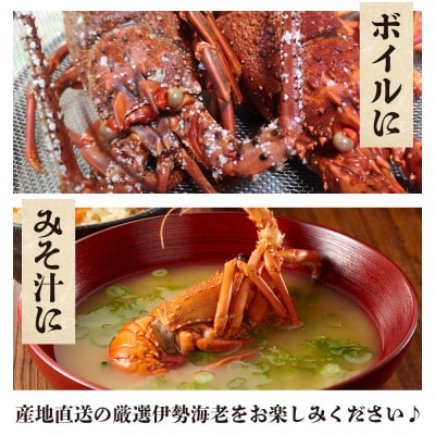 伊勢海老 計500g(1～2匹) 冷凍 - 国産 みそ汁 エビ えび 魚介 産地直送 eb-0004