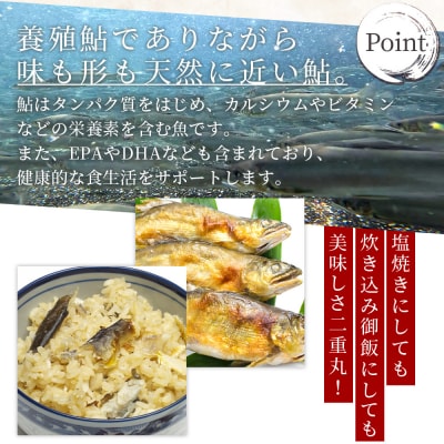 【冷蔵】子持ち鮎 500g 生鮎 高知県産 物部川のキレイな伏流水で育った 養殖鮎 kt-0004