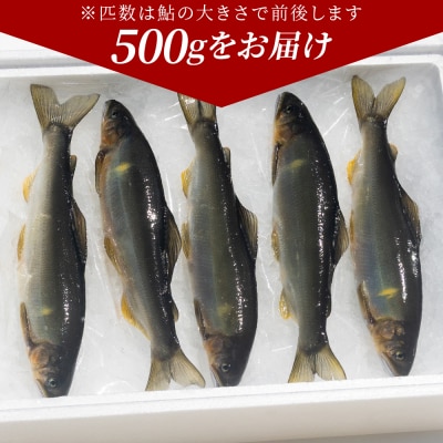 【冷蔵】子持ち鮎 500g 生鮎 高知県産 物部川のキレイな伏流水で育った 養殖鮎 kt-0004