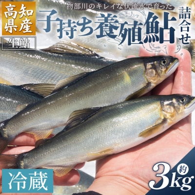 【冷蔵】子持ち鮎 3kg 生鮎 高知県産 物部川のキレイな伏流水で育った 養殖鮎 kt-0006