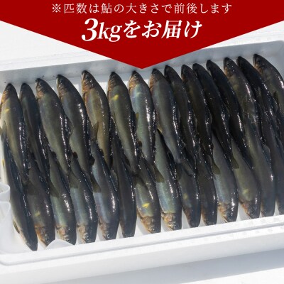 【冷蔵】子持ち鮎 3kg 生鮎 高知県産 物部川のキレイな伏流水で育った 養殖鮎 kt-0006