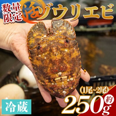 【先行受付】活 ゾウリエビ 計250g(1尾～2尾) 海老 eb-0018