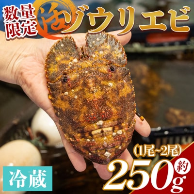 【先行受付】活 ゾウリエビ 計250g(1尾～2尾) 海老 eb-0032