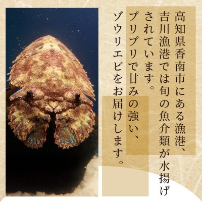 【先行受付】活 ゾウリエビ 計250g(1尾～2尾) 海老 eb-0053