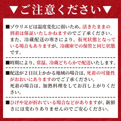 【先行受付】活 ゾウリエビ 計250g(1尾～2尾) 海老 eb-0032