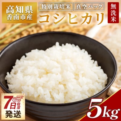 【7日程度で発送】特別栽培米 コシヒカリ 5kg 無洗米 nu-0002