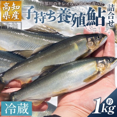 【冷蔵】子持ち鮎 1kg 生鮎 高知県産 物部川のキレイな伏流水で育った 養殖鮎 kt-0005