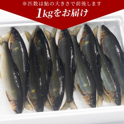 【冷蔵】子持ち鮎 1kg 生鮎 高知県産 物部川のキレイな伏流水で育った 養殖鮎 kt-0005