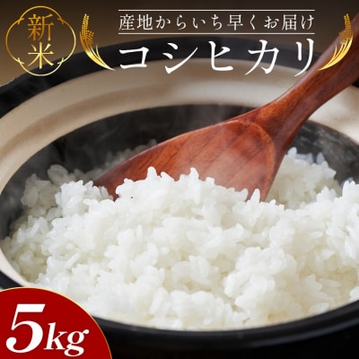 【8〜9月お届け】新米コシヒカリ 5kg at-0042