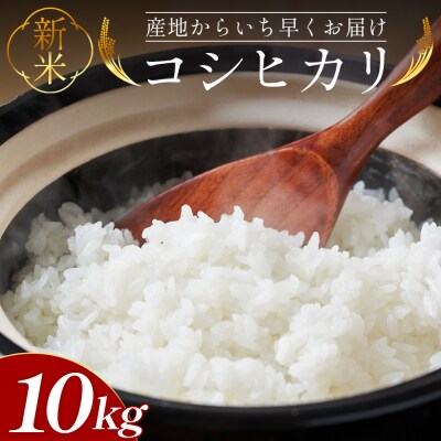 【8〜9月お届け】新米コシヒカリ 10kg at-0043