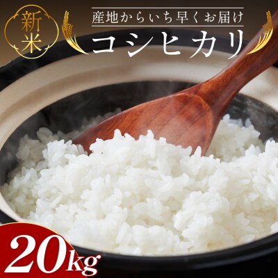 【8〜9月お届け】新米コシヒカリ 20kg at-0044