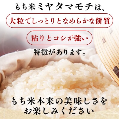 米 新米 先行予約 令和8年産 もち米 ミヤタマモチ 5kg 高知県香南市産 at-0071