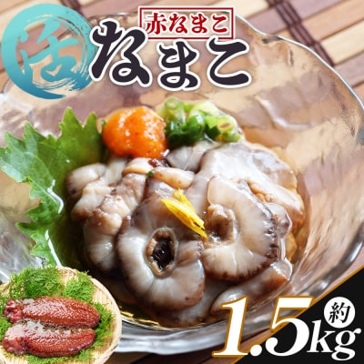 活ナマコ 1.5kg 赤ナマコ - 国産 産地直送 赤なまこ なまこ ナマコ 海鮮 eb-0030
