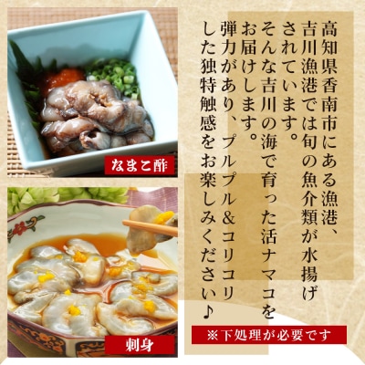 活ナマコ 1.5kg 赤ナマコ - 国産 産地直送 赤なまこ なまこ ナマコ 海鮮 eb-0030