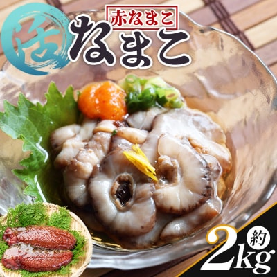 活ナマコ 2kg 赤ナマコ - 国産 産地直送 赤なまこ なまこ ナマコ 海産 海鮮 eb-0031