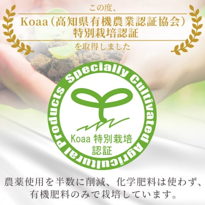 【特別栽培みかん】ふじ農園の露地みかん 贈答用 2.5kg (2S～M) fn-0009