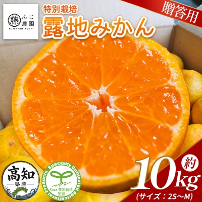 【特別栽培みかん】ふじ農園の露地みかん 贈答用 10kg (2S～M) fn-0011