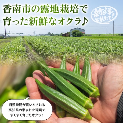 オクラ1kg(100本前後) - おくら オクラ 野菜 やさい 夏野菜 新鮮 朝採れ on-0028