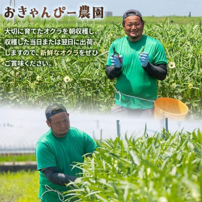 【2026年発送分】オクラ1kg(100本前後) おくら オクラ 野菜 夏野菜 on-0032