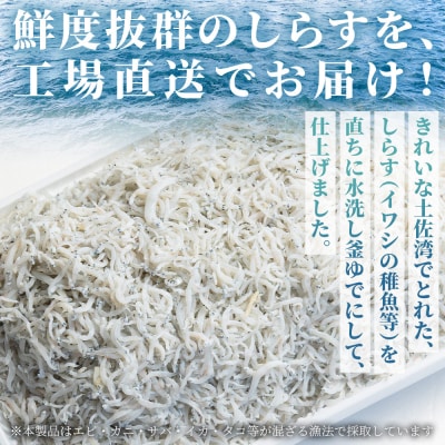 【冷蔵】釜出ししらす(ちりめん) 約1kg しらす mu-0010