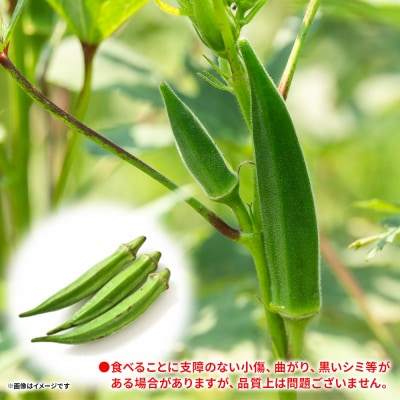 【2026年発送分】オクラ2kg(200本前後) - おくら オクラ 野菜 夏野菜 on-0034