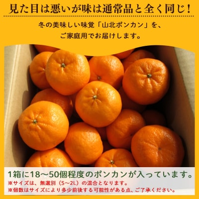 山北ポンカン 訳あり 3kg(約18～30個程度) ぽんかん 訳あり yk-0068