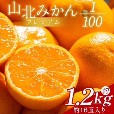 山北プレミアムみかん 1/100(サイズ:S) 1.2kg 約16玉入り yk-0069