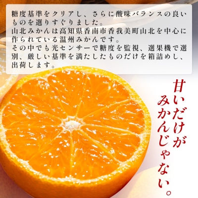 山北プレミアムみかん 1/100(サイズ:S) 1.2kg 約16玉入り yk-0056