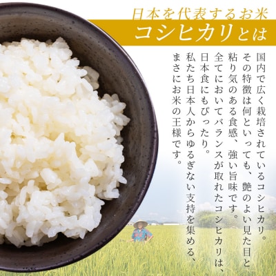 新米 コシヒカリ 約5㎏(令和7年8月収穫) db-0039
