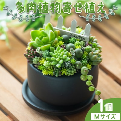 多肉植物 Mサイズ 多肉 寄せ植え 1個 pk-0002