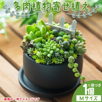多肉植物 Mサイズ 多肉 寄せ植え 1個 pk-0005