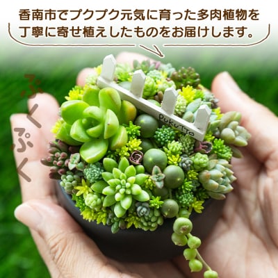 多肉植物 Mサイズ 多肉 寄せ植え 1個 pk-0005