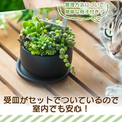 多肉植物 Mサイズ 多肉 寄せ植え 1個 pk-0002