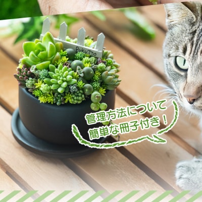 多肉植物 Mサイズ 多肉 寄せ植え 1個 pk-0005