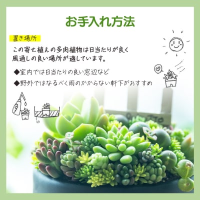 多肉植物 Mサイズ 多肉 寄せ植え 1個 pk-0005