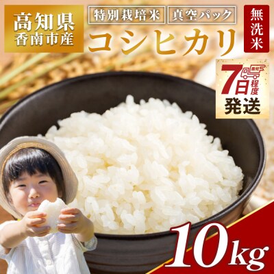 【7日程度で発送】特別栽培米 コシヒカリ 10kg 無洗米 令和7年産 nu-0004