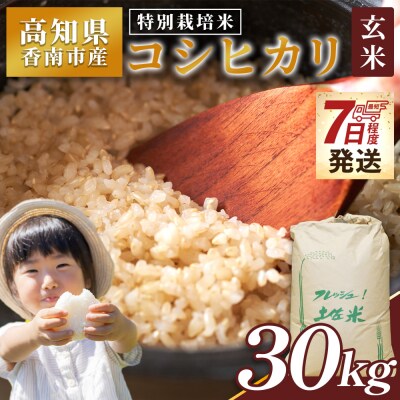 【7日程度で発送】特別栽培米 コシヒカリ 玄米 30kg 新米 白米 コシヒカリ 米 nu-0009
