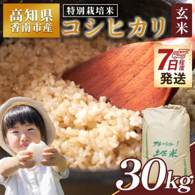 【7日程度で発送】特別栽培米 コシヒカリ 玄米 30kg 令和7年産 nu-0010
