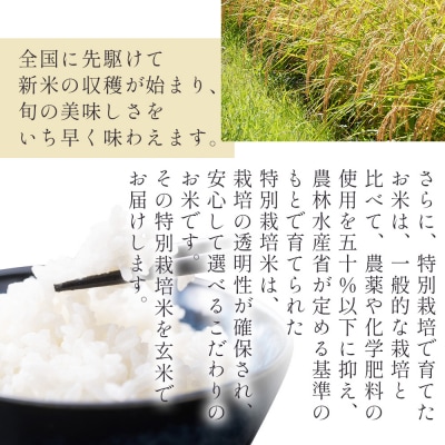 【7日程度で発送】特別栽培米 コシヒカリ 玄米 30kg 令和7年産 nu-0010